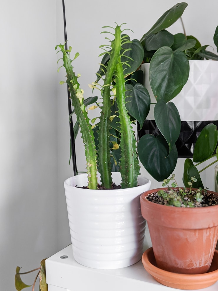 house plants full sun, sunlight plants