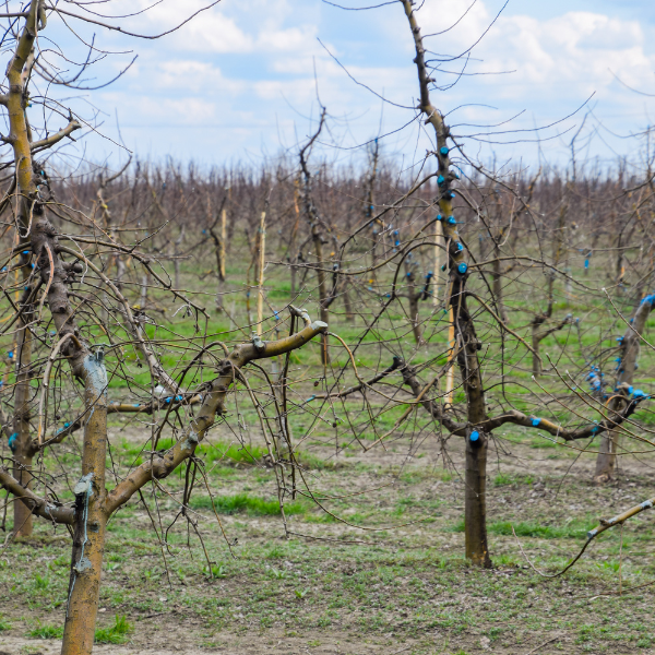 Image showing an Apple tree during pruning time.