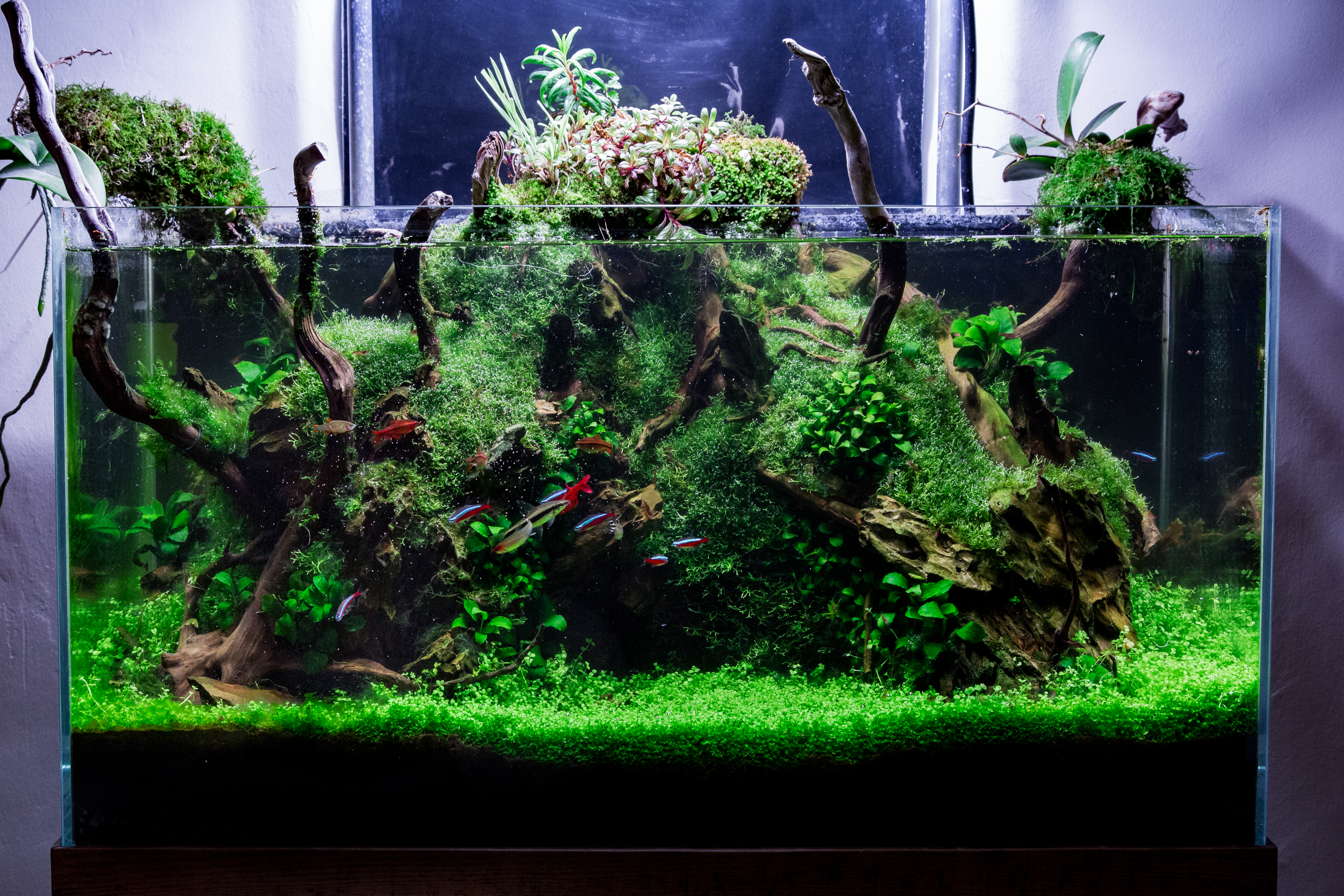 Aquarium Hardscape DriftWood: SpiderWood Live Aquarium Plants