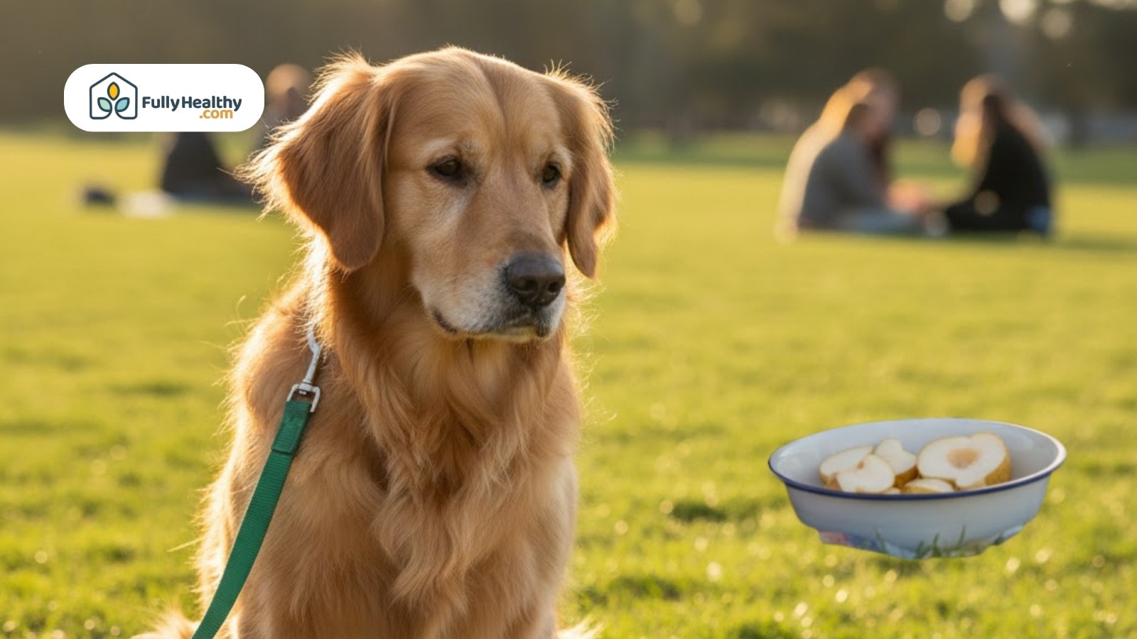 Golden retriever sitting on grass near bowl of sliced pears