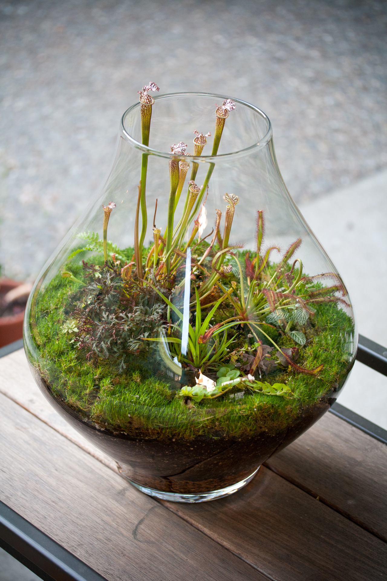 Bog plants on glass container and direct sunlight