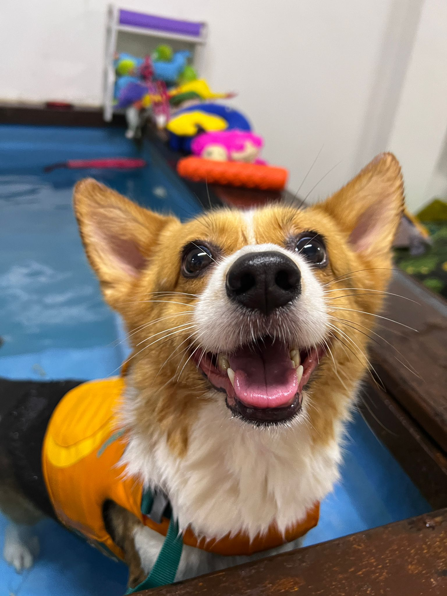 A veterinarian consulting with a dog owner about hydrotherapy