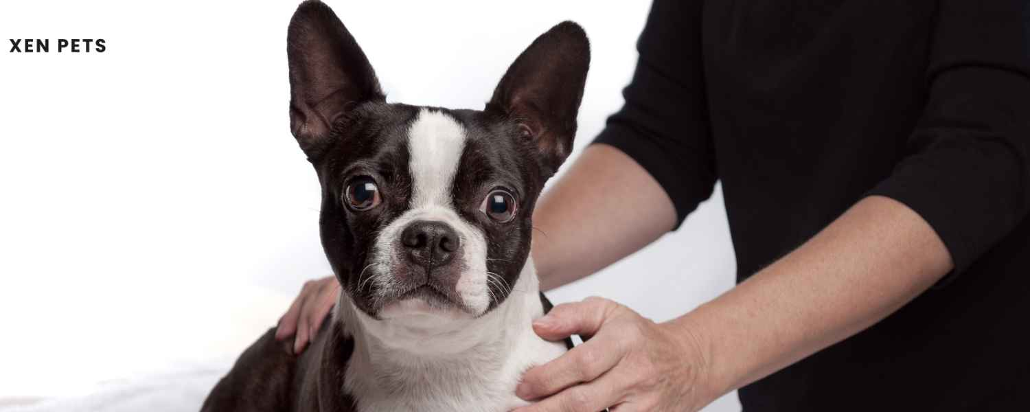 Dog massage to decrease inflammation 