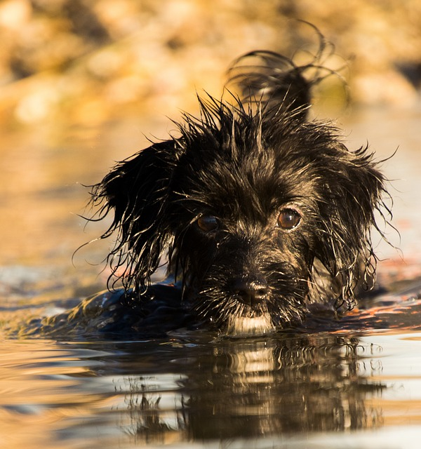 animal, mammal, dog, hind legs