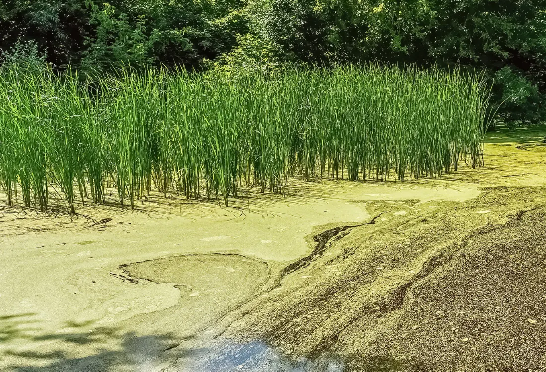 Itämeren sinileväkukinnat johtuvat suoraan sen rehevöitymisestä. Itä meren ja eri vesien tila, jossa rehevöitymisestä johtuva ravinnekuormitus vaikuttaa veden laatuun, sillä fosfori ja typen kaltaisia ravinteita päätyy Itämereen jätevesien, maa-alueiden ja muun muassa ihmistoiminnan kautta, jolloin rehevöitymistä esiintyy erityisen paljon Suomen alueilla ja Itämerestä tulee herkkä ympäristömuutoksille.
