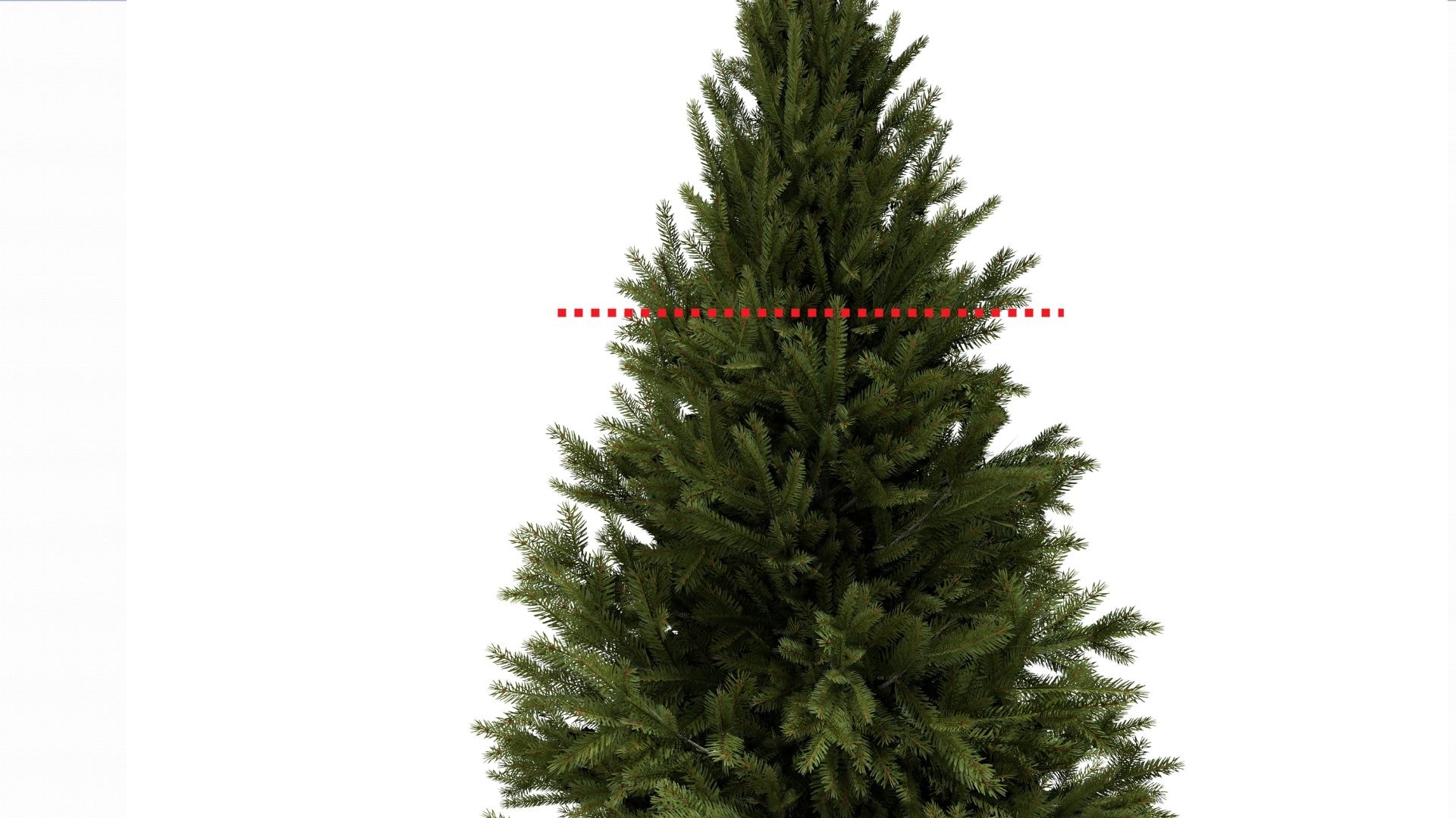 An illustration showing where most pine trees are topped.