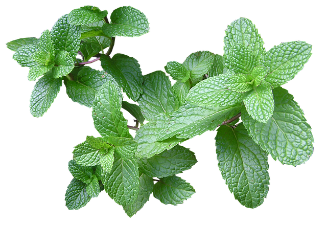 herb, mint, cut out