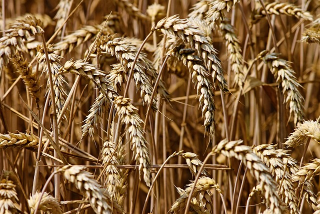 wheat, field, cereals