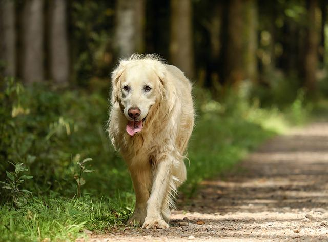 golden retriever, dog, retriever