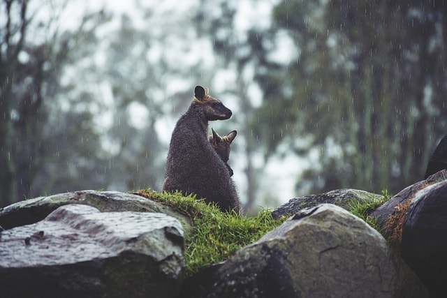 kangaroos, joey, rocks, raining, rainfall, rain, animals, marsupials, mammals, animal world, wildlife, wildlife photography, australian wildlife, australia, nature, outdoors, raining, rainfall, rain, rain, rain, australia, australia, australia, australia, australia