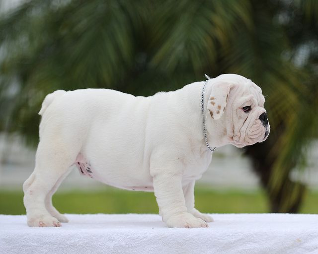 White English bulldog