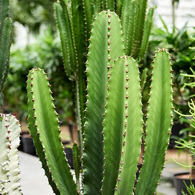 cactus like plant, euphorbia