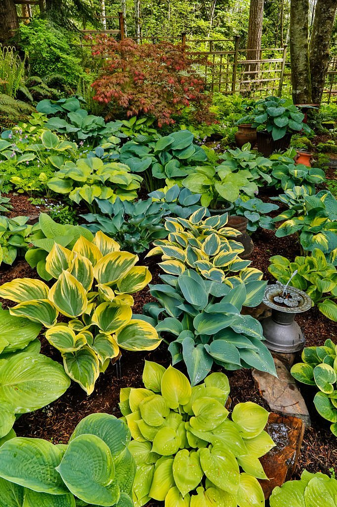 Hosta