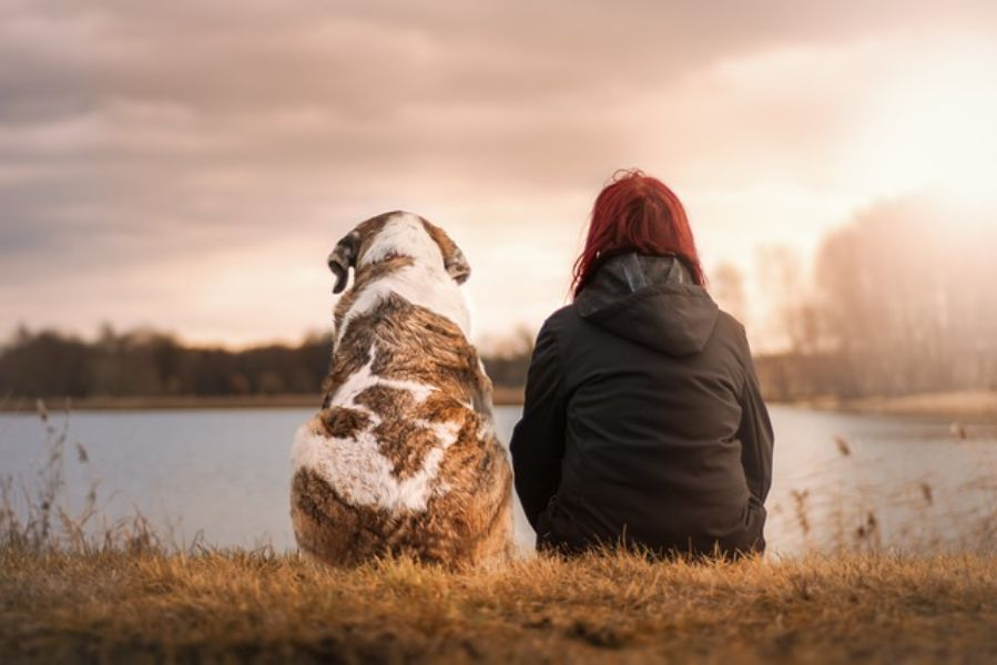 Human And Dog Sitting Watching Sunset