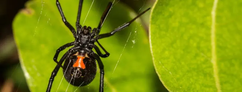 An image of the underside of a black widow spider with a green leafy background.