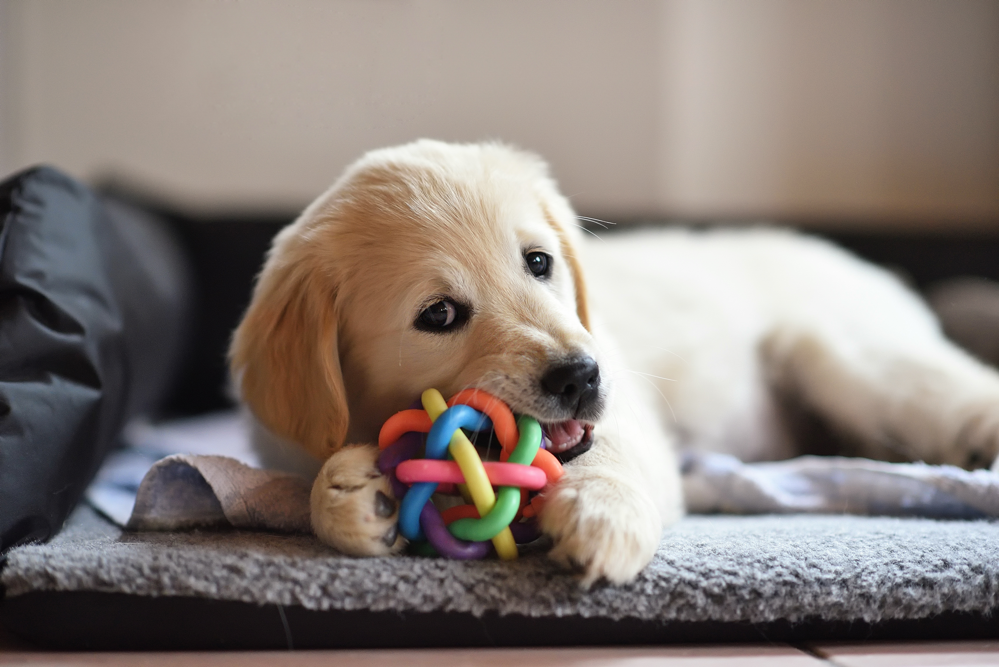5 Cool Reasons Why Dogs Like Squeaky Toys