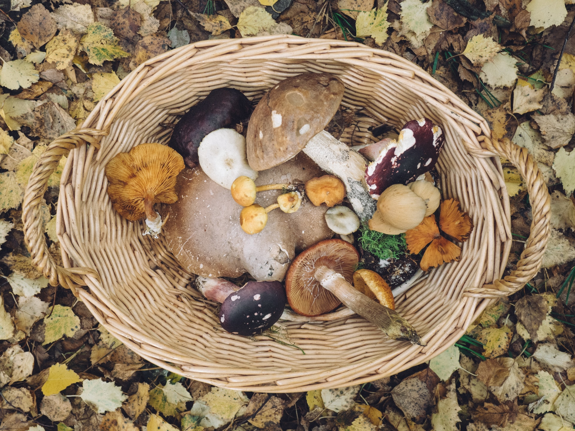 a basket filled with different types of mushrooms