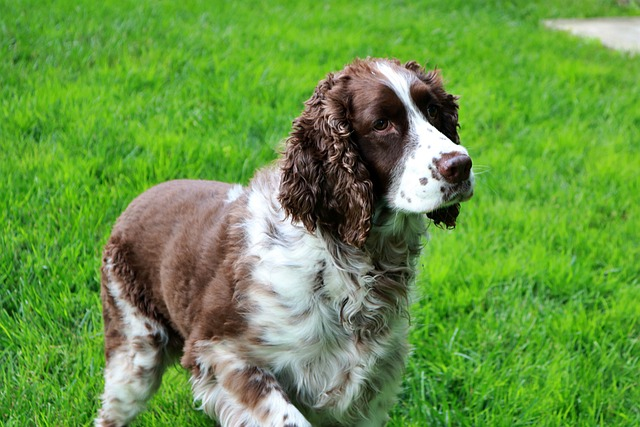 english springer spaniel, dog, pet