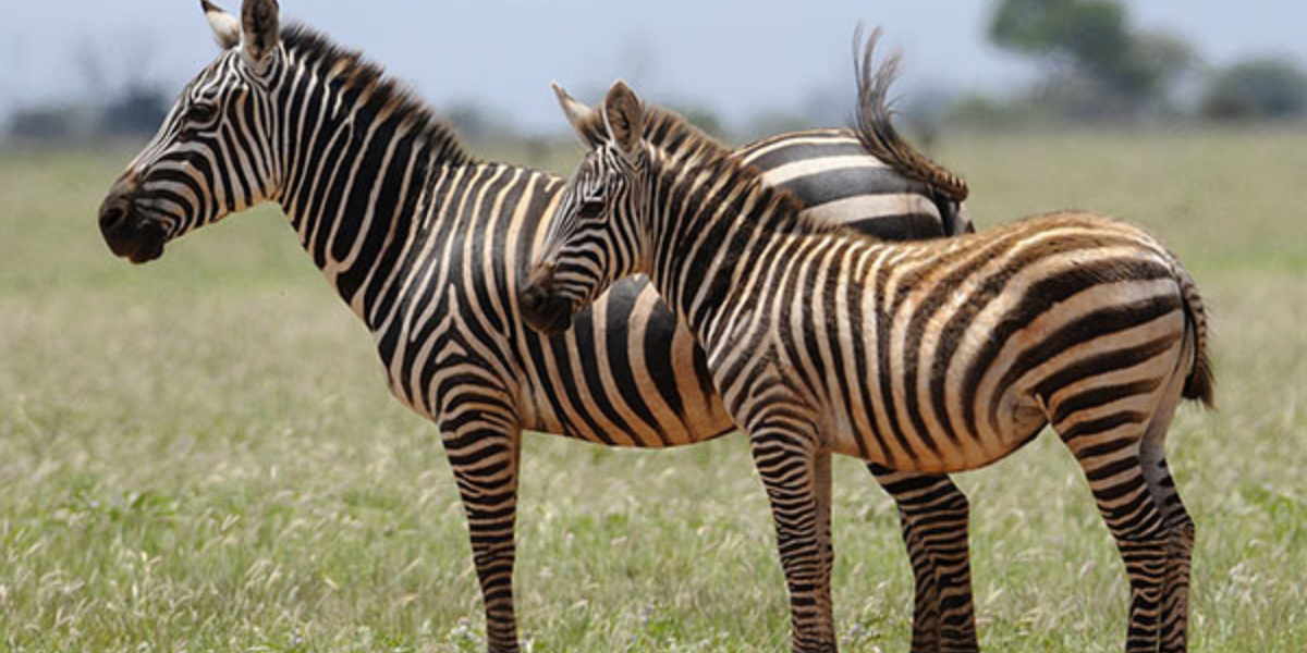 zebra, national animal, Botswana