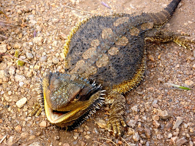 lizard, bearded dragon, australian