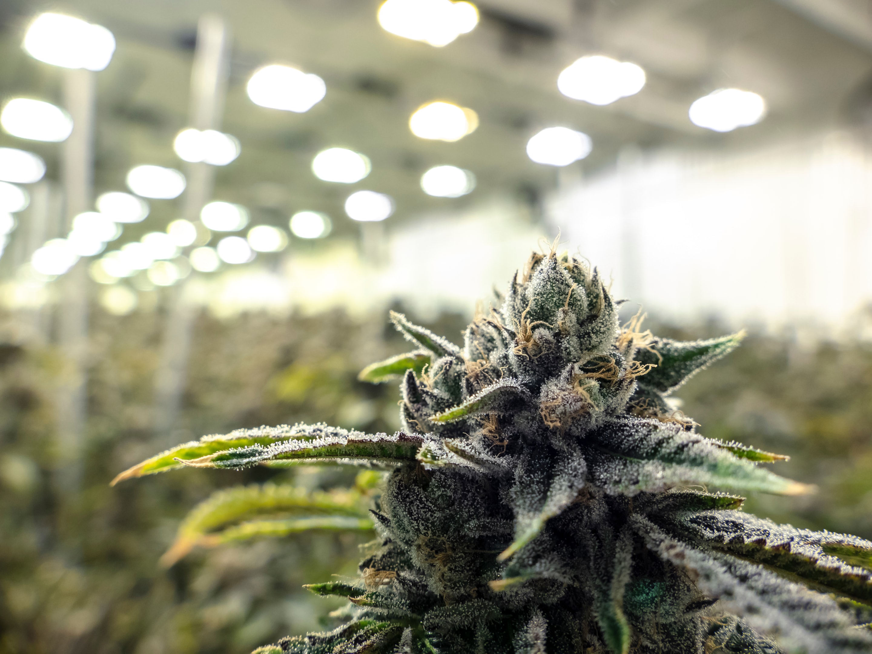 Terpenes in THCA Flower: How They Enhance Your Experience