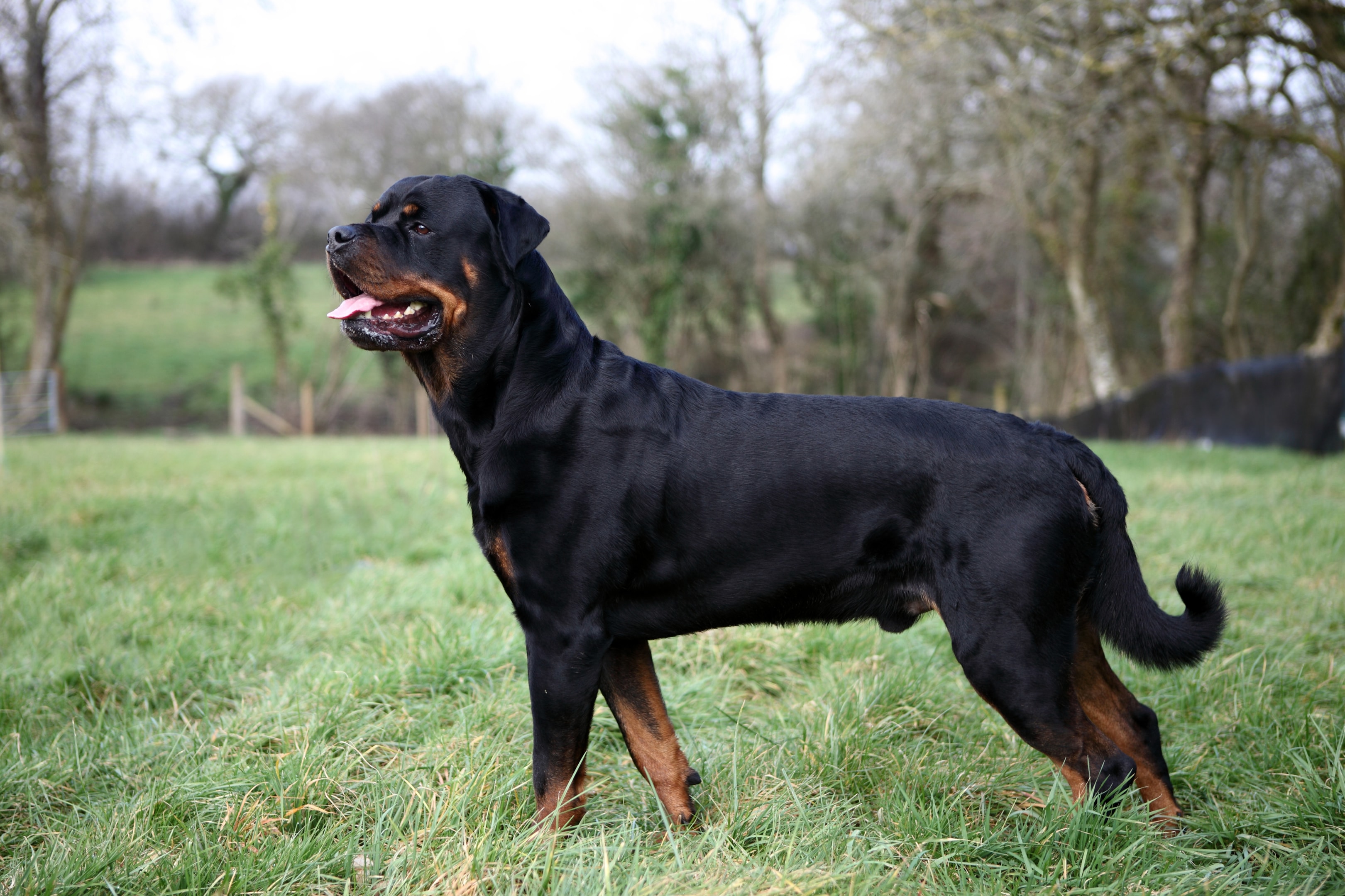 An adult Rottweiler from the side highlighting its muscular build