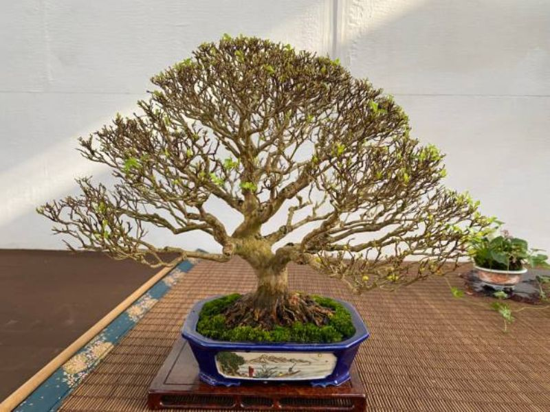 A robust bonsai tree that has been nurtured with a low nitrogen fertilizer, showcasing the results of attentive and precise fertilization practices.