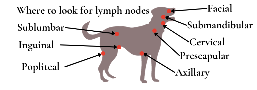 Holistic lymphoma clearance treatment for dogs