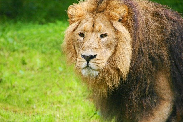 lion, zoo, chesterzoo