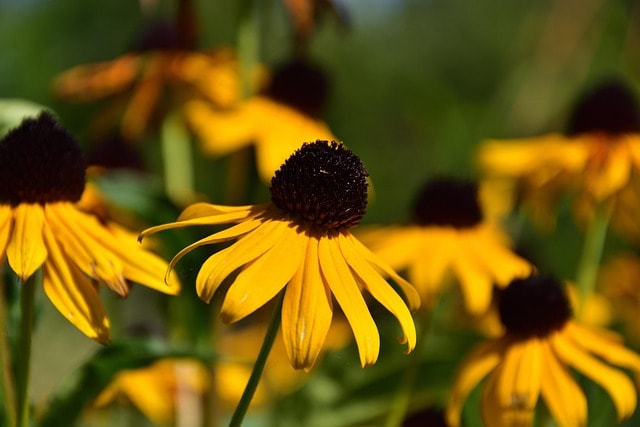 Rudbekia – żółte kwiaty