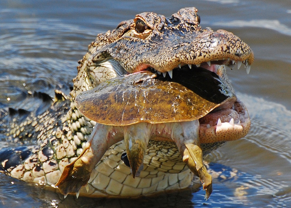 The South Florida Food chain