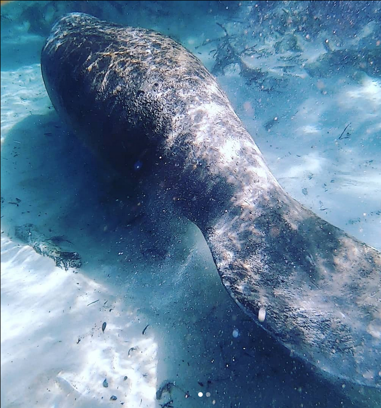 manatee as seen from a paddle board