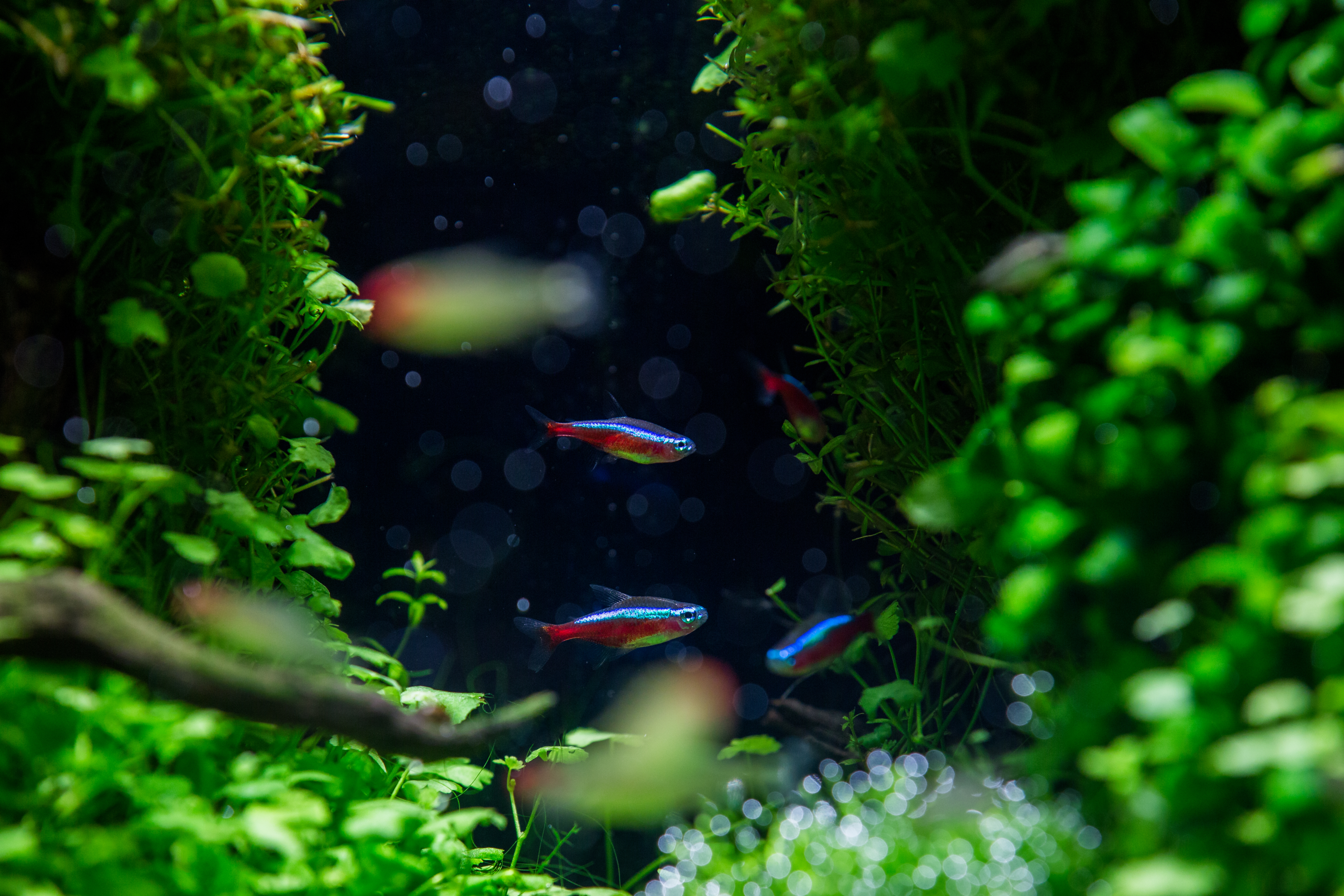 neon tetra