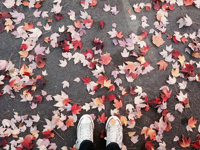 fall, leaves, portland