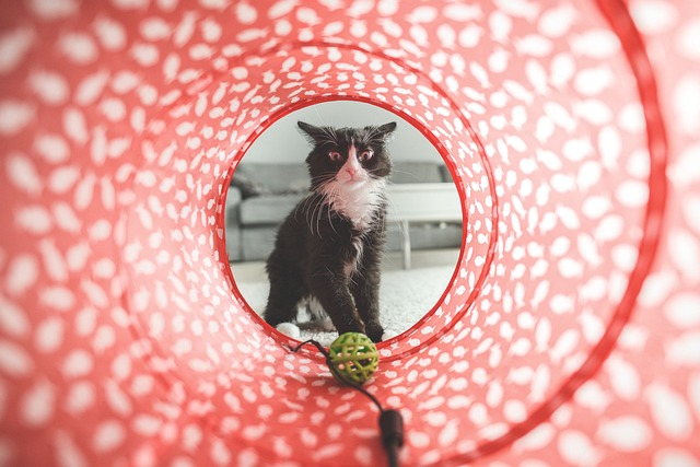 cat looking through cat tunnel