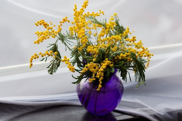 mimosa, yellow flowers, vase