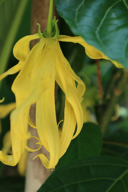 ylang-ylang, yellow, antique flower