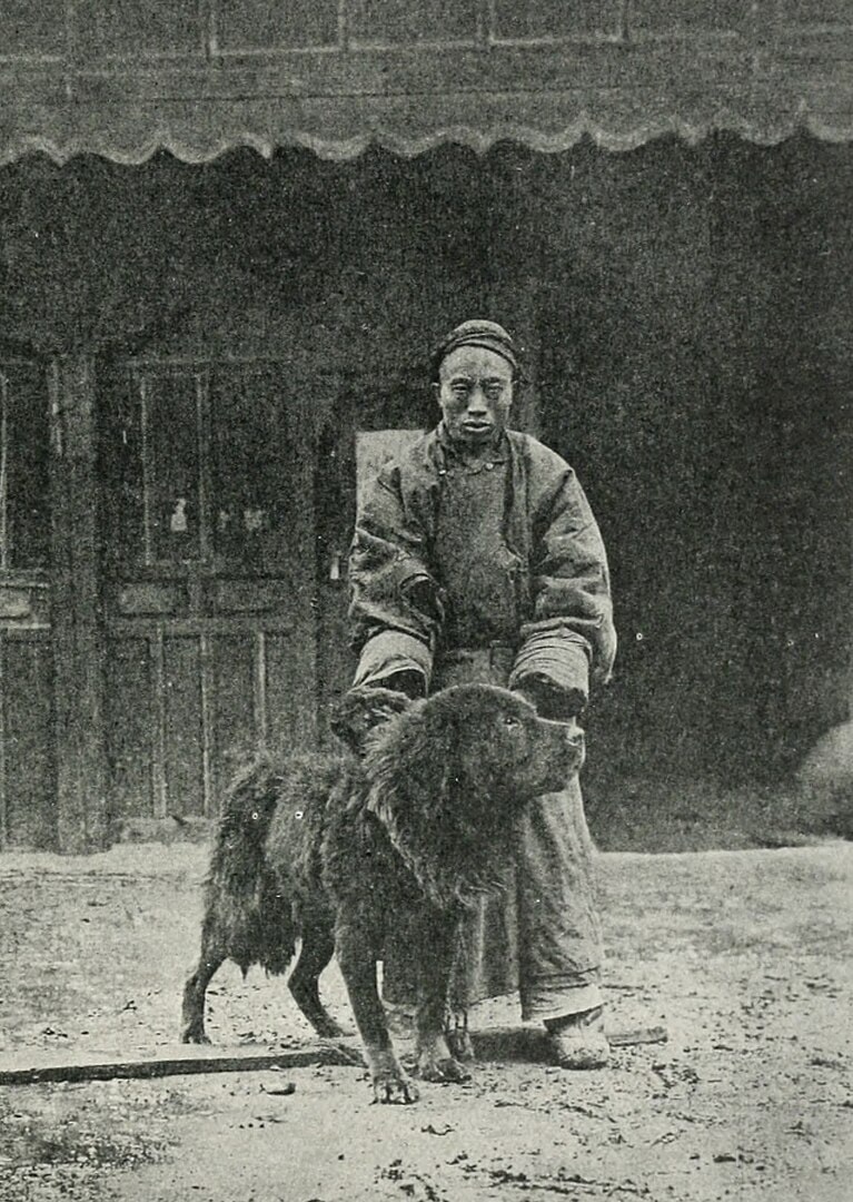 Historical image of a tibetan mastiff