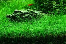 Dwarf Hairgrass Care: Growing, Carpeting, & Planting - Tank Addict