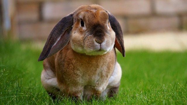 rabbit, garden, nature, rabbit grass