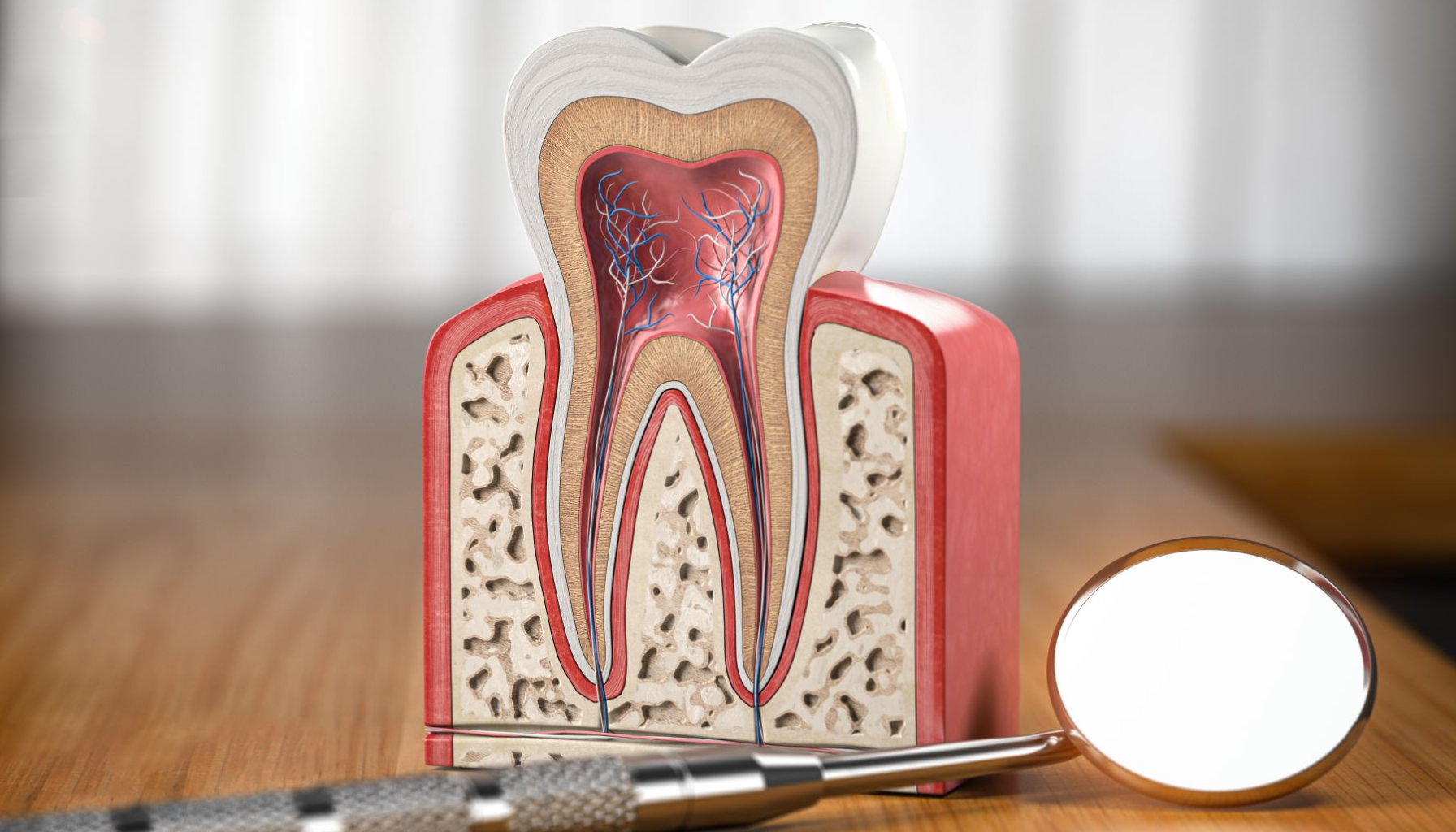 Anatomisk modell av tann i gjennomskjæring, viser emalje, dentin, nerver og rot, med tannlegeinstrument på bord i forgrunnen.