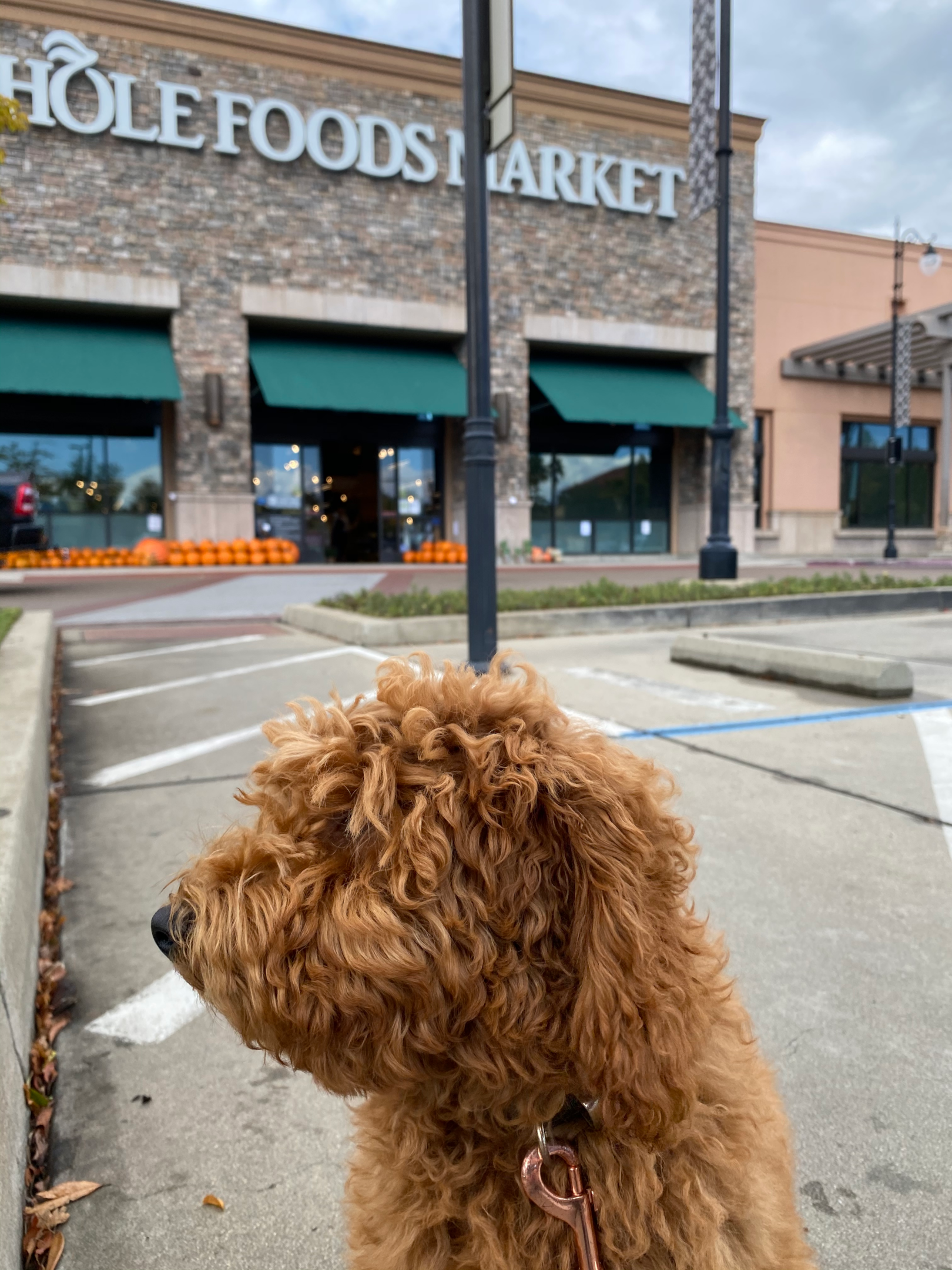 Image of a dog in front of a Whole Foods Market. 
