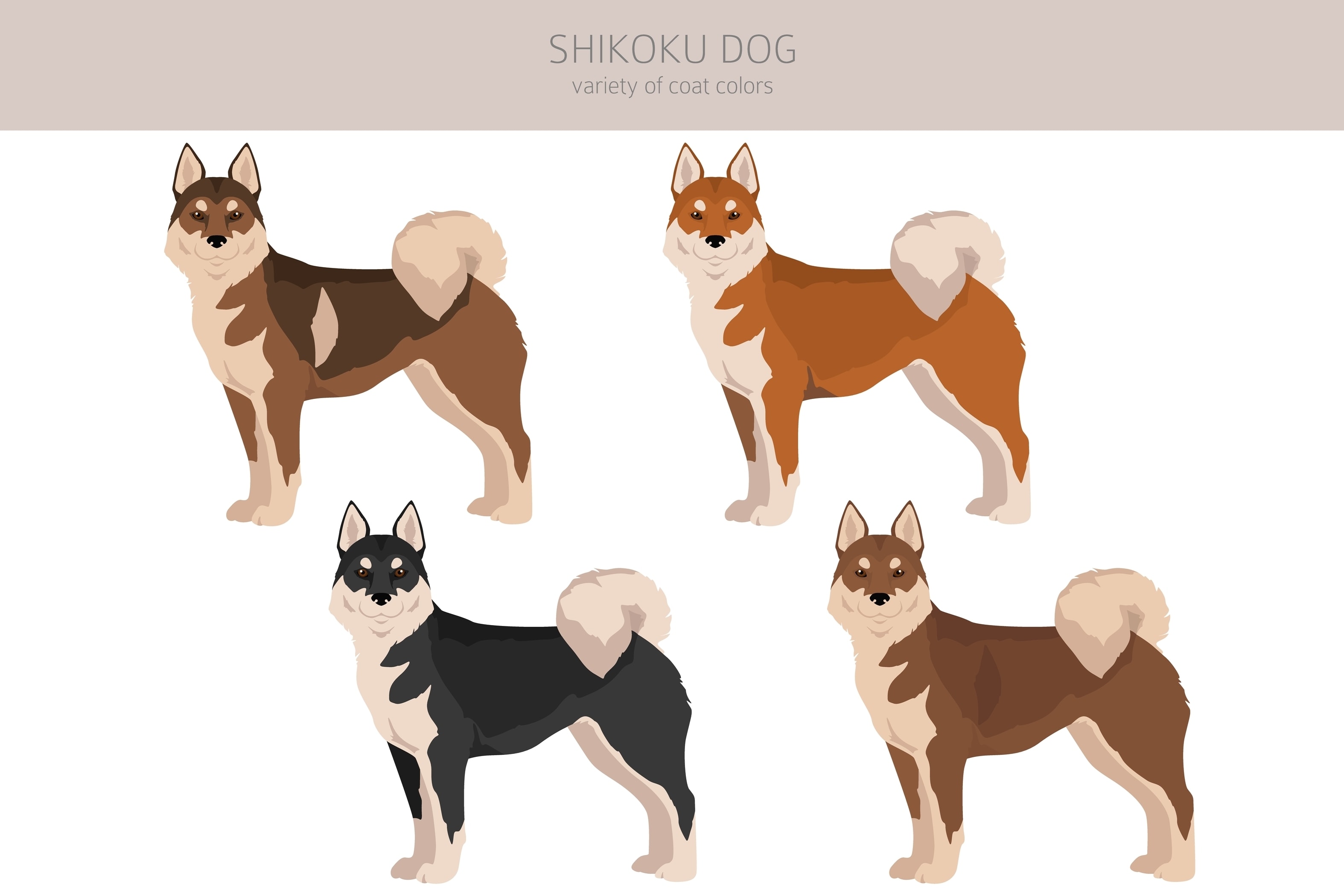 An infographic of possible coat colors of the Shikoku