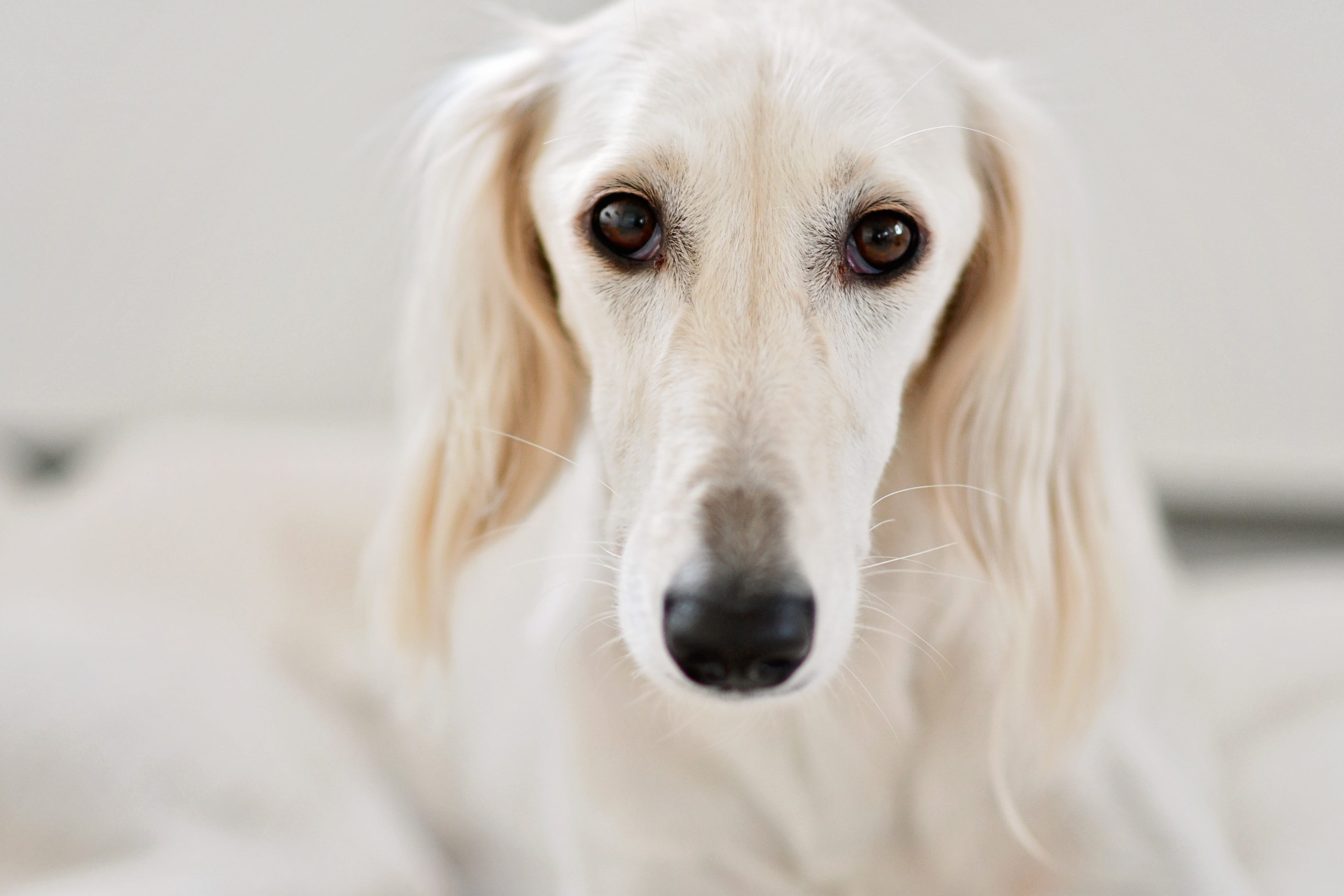 A face view of the long and narrow Saluki head shape