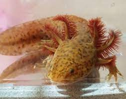 16 Axolotl Color Variations with Pictures + Genetics Explained! - Care  Guides For Pet Lizards