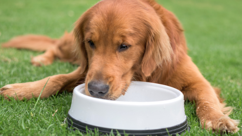 at what age can puppies start drinking water