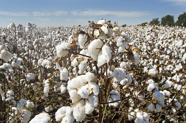 A Pima cotton plant standing out in a white, vast cotton field