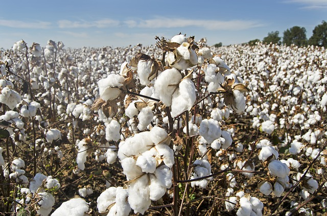 Cotton, Pima or Egyptian, (very soft Cotton for Spinners) - Local Seeds