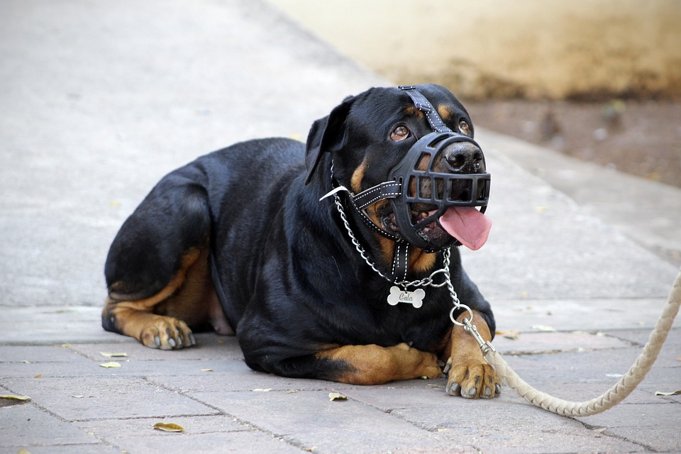 dog with muzzle on