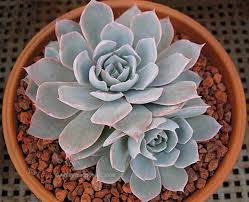 echeveria pest